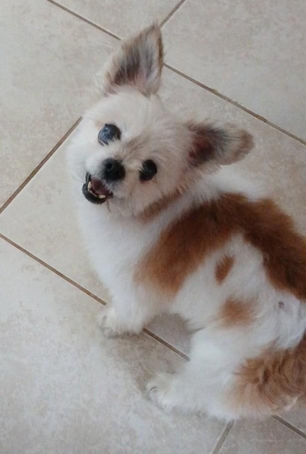 Enlarge MISHA, a Adoptable mixed breed in Palm City, FL image 2/5