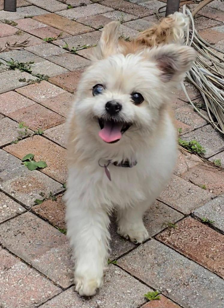 Enlarge MISHA, a Adoptable mixed breed in Palm City, FL image 3/5