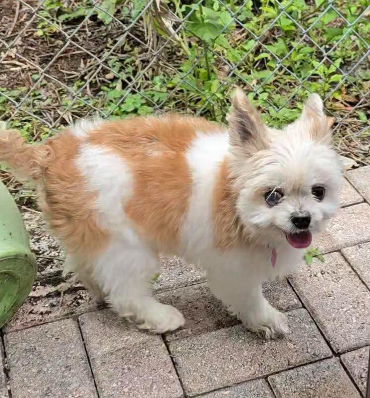 Enlarge MISHA, a Adoptable mixed breed in Palm City, FL image 4/5