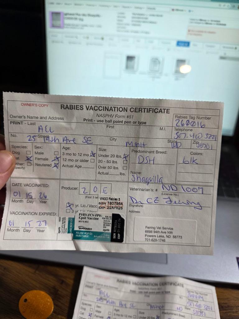 Sweet Pea nka Shaquilla, a Adopted mixed breed in Minot, ND image 1/3