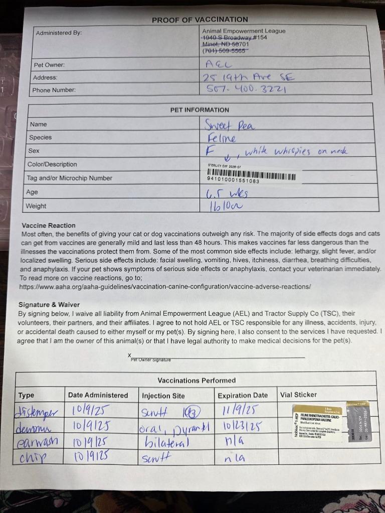 Sweet Pea nka Shaquilla, a Adopted mixed breed in Minot, ND image 2/3