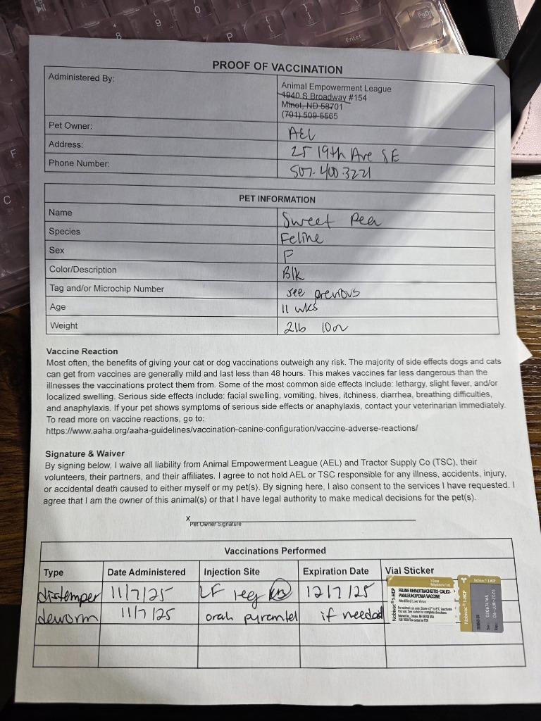 Sweet Pea nka Shaquilla, a Adopted mixed breed in Minot, ND image 3/3