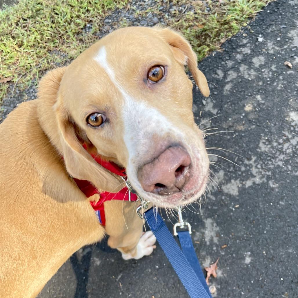 Hammy - Fee Fully Sponsored, a Adoptable mixed breed in Alexandria, VA image 1/6