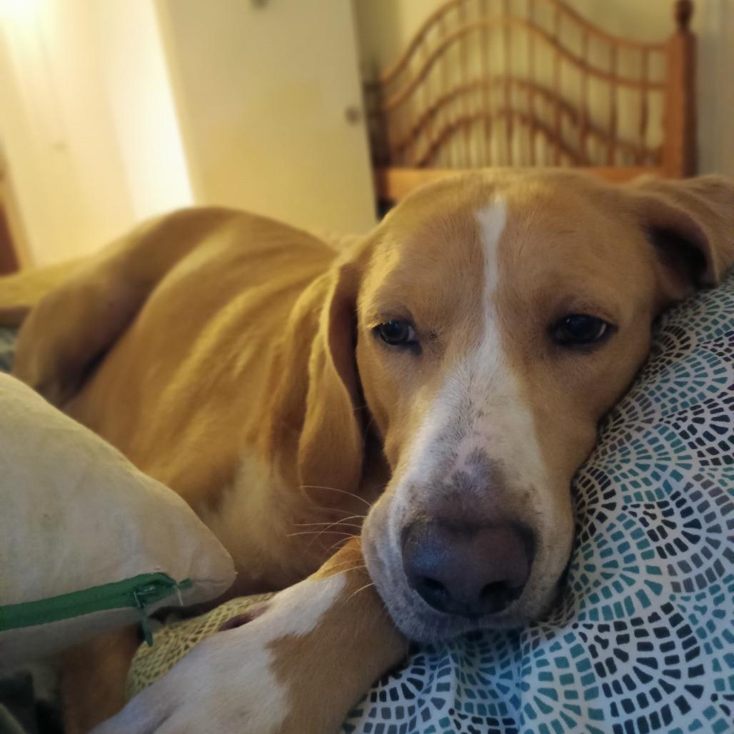 Hammy - Fee Fully Sponsored, a Adoptable mixed breed in Alexandria, VA image 2/6