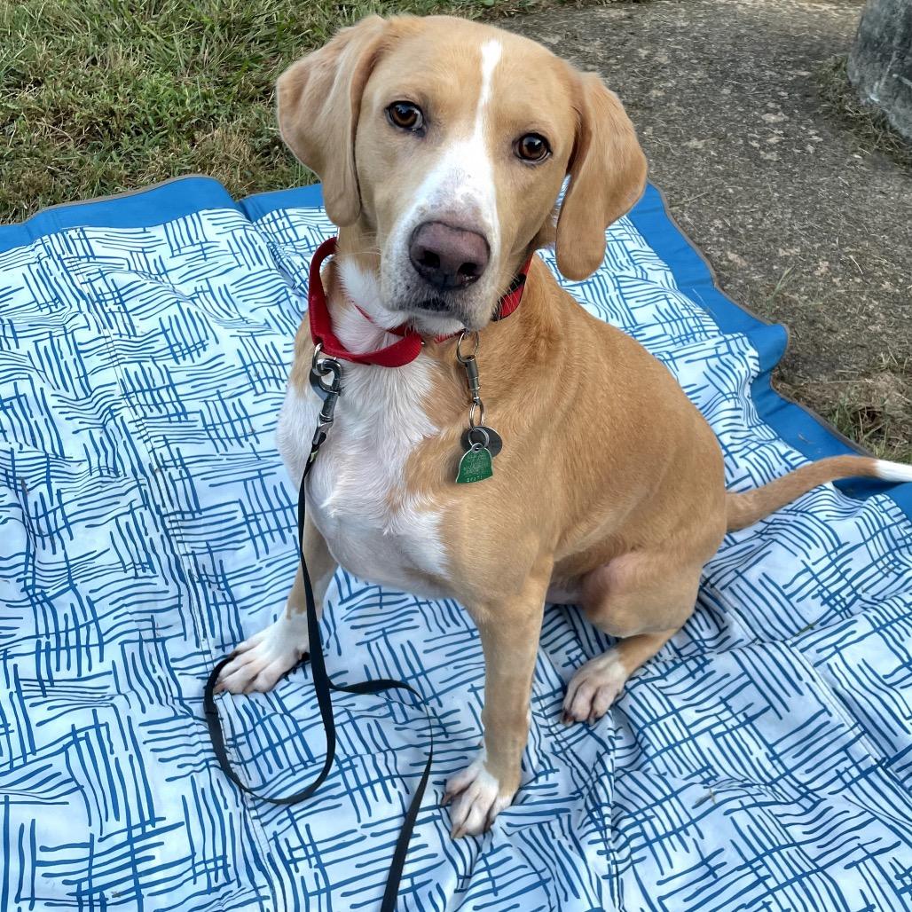 Hammy - Fee Fully Sponsored, a Adoptable mixed breed in Alexandria, VA image 3/6