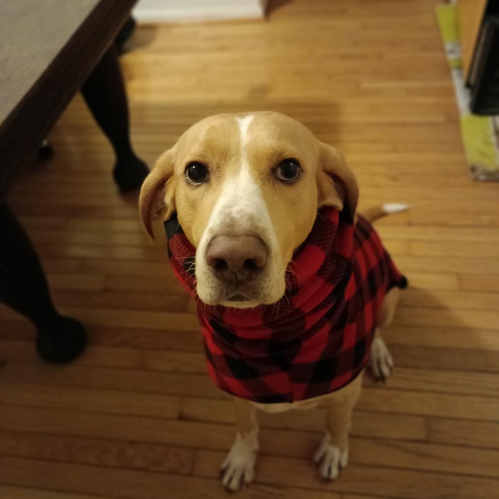 Hammy - Fee Fully Sponsored, a Adoptable mixed breed in Alexandria, VA image 4/6