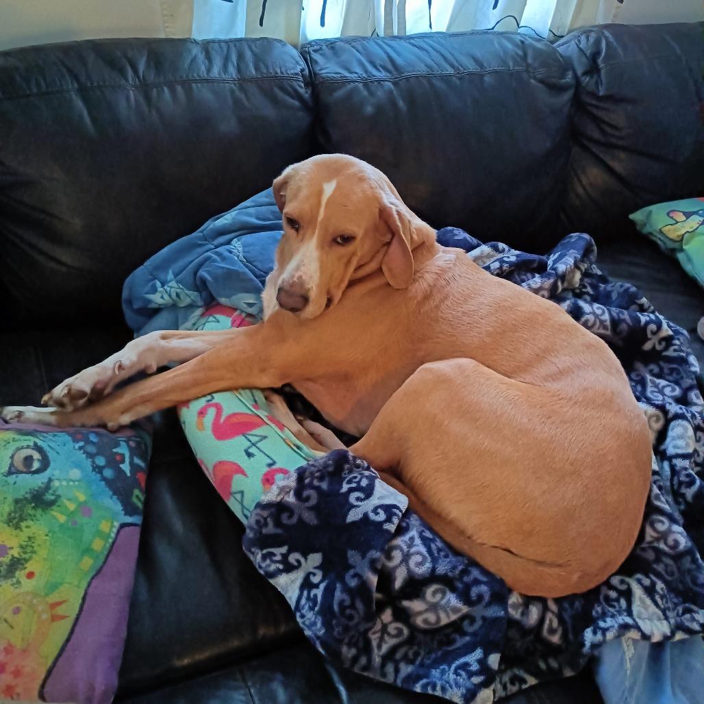 Hammy - Fee Fully Sponsored, a Adoptable mixed breed in Alexandria, VA image 5/6