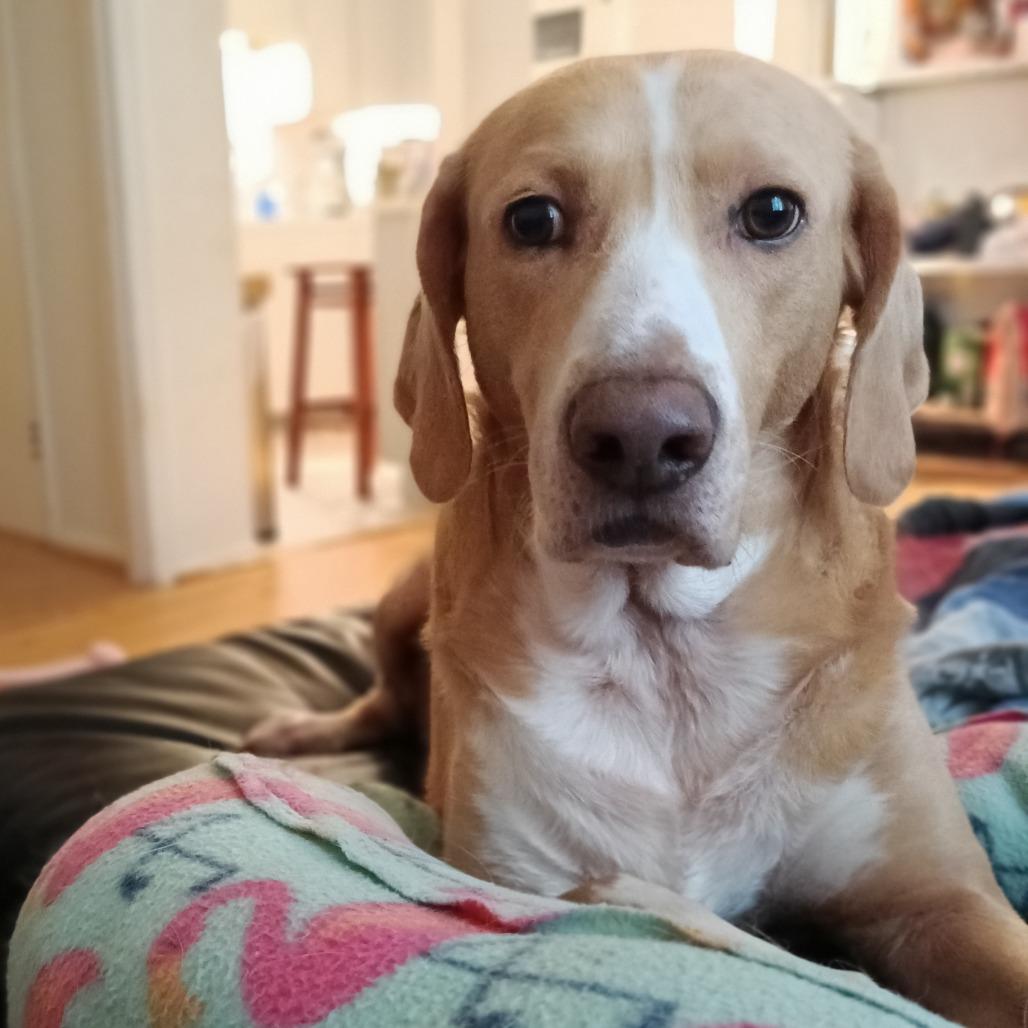 Hammy - Fee Fully Sponsored, a Adoptable mixed breed in Alexandria, VA image 6/6