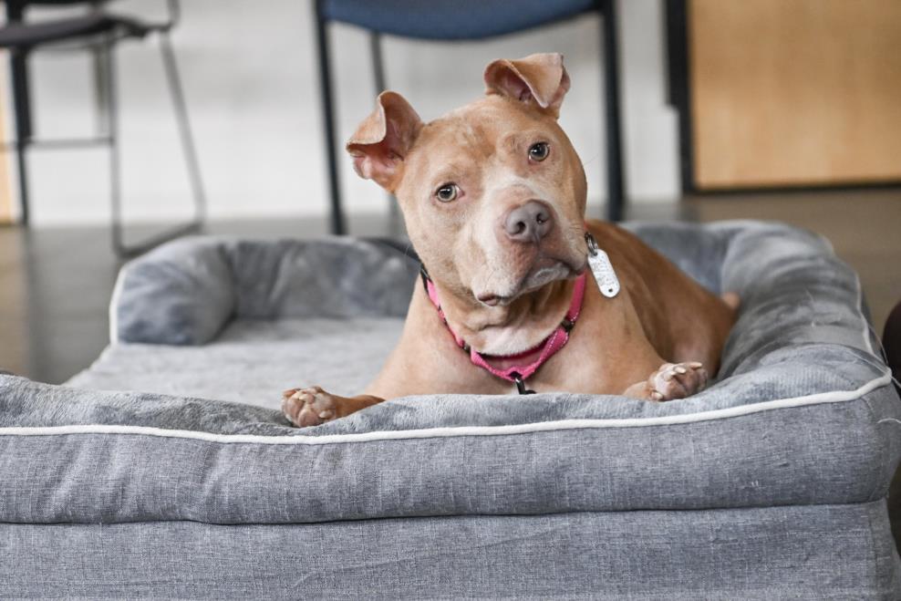 KENDI**, Adoptable, Young Male Pit Bull Terrier.