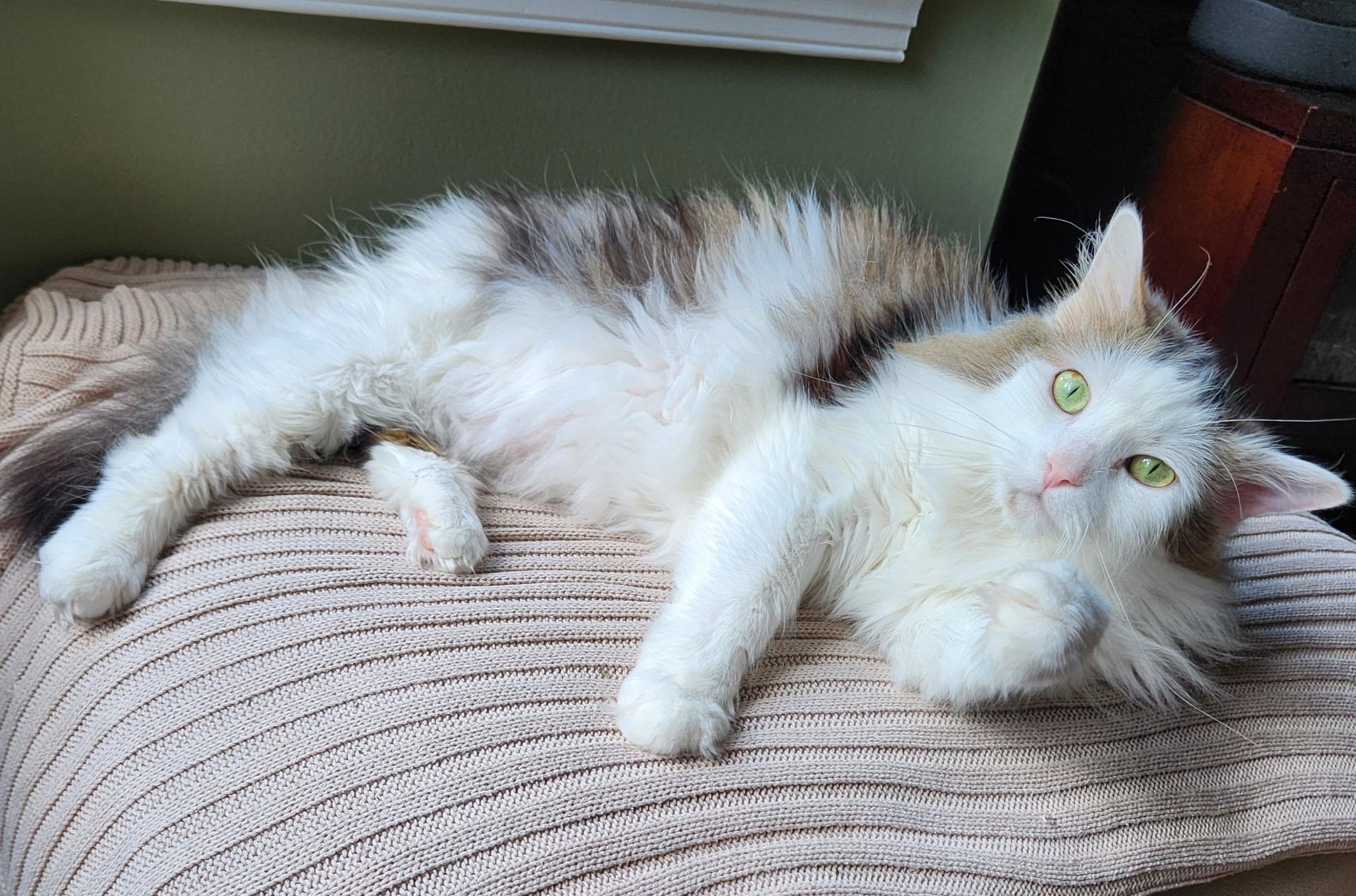 Ash ( & Ace), a Adoptable Domestic Long Hair in Leesburg, VA image 3/5