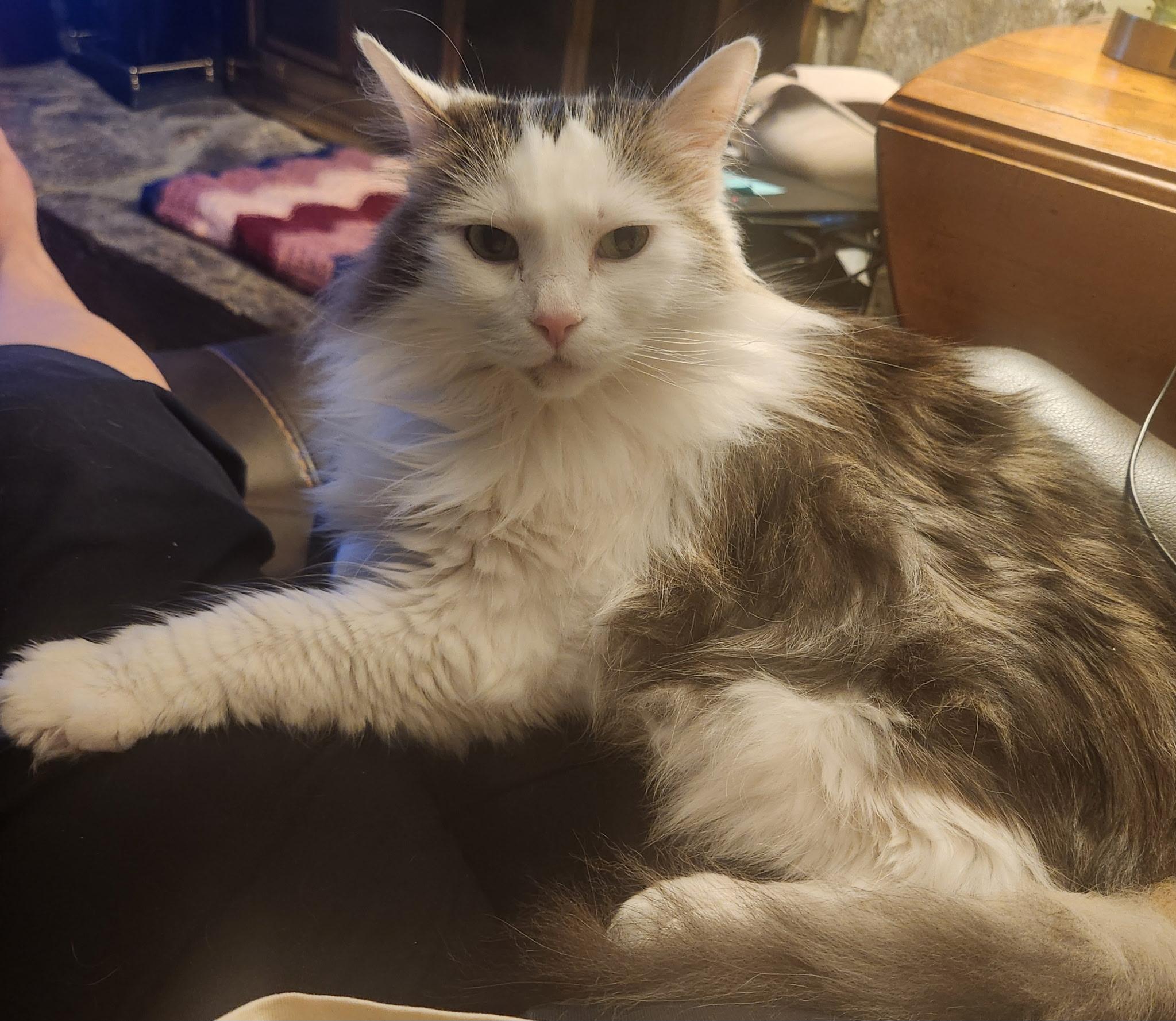 Ash ( & Ace), a Adoptable Domestic Long Hair in Leesburg, VA image 2/5
