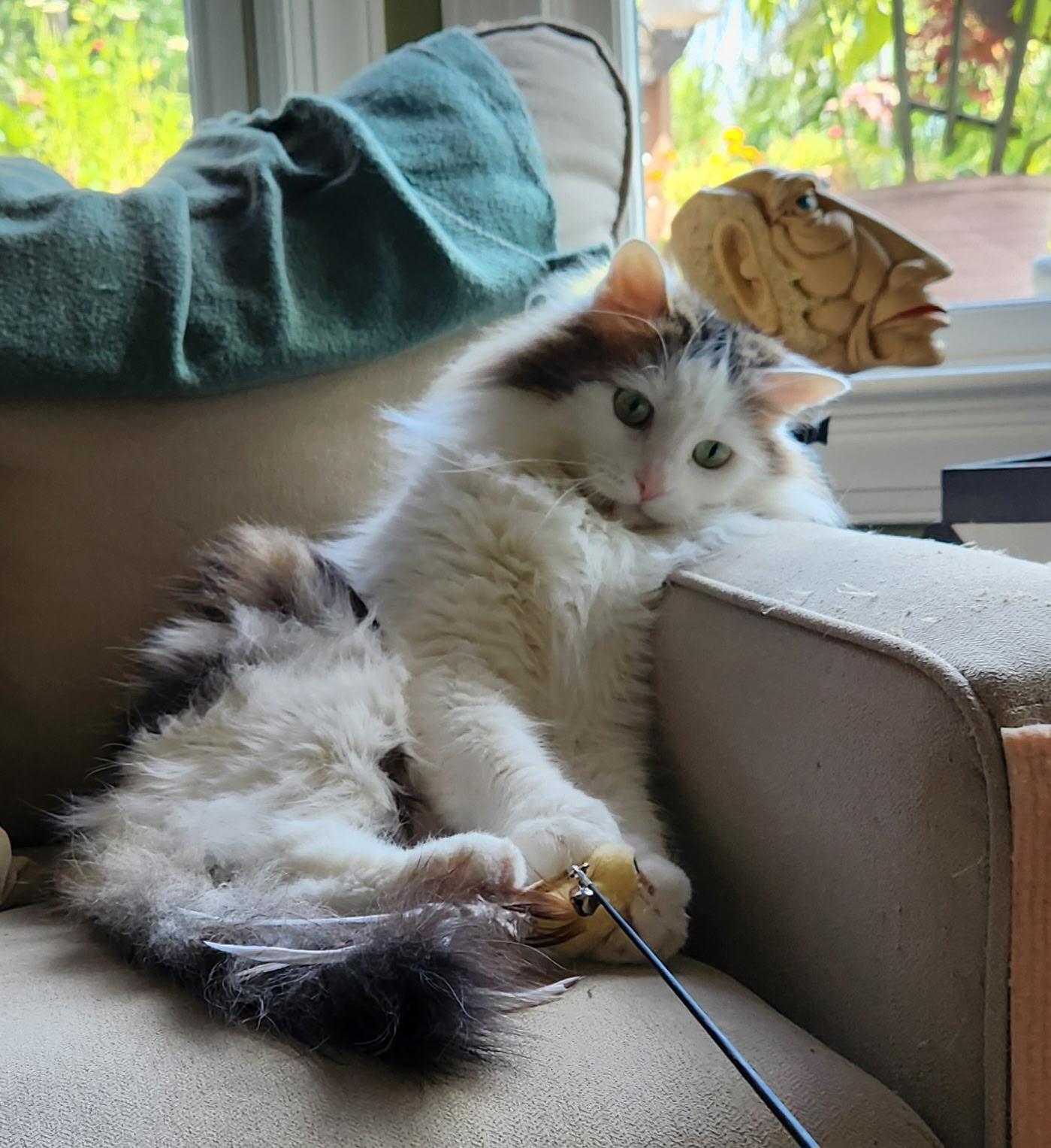 Ash ( & Ace), a Adoptable Domestic Long Hair in Leesburg, VA image 4/5