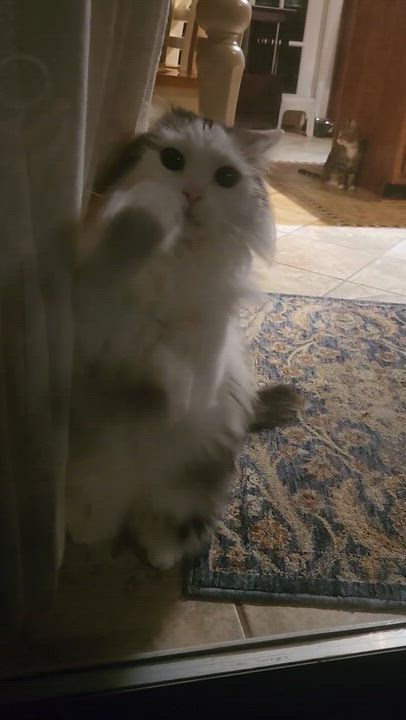 Enlarge Ash ( & Ace), a Adoptable Domestic Long Hair in Leesburg, VA video 5/5