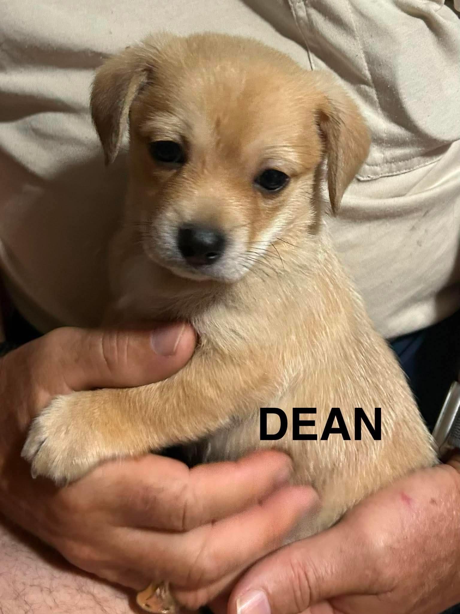 Dean, Adoptable, Puppy Male Yorkshire Terrier & Miniature Schnauzer.