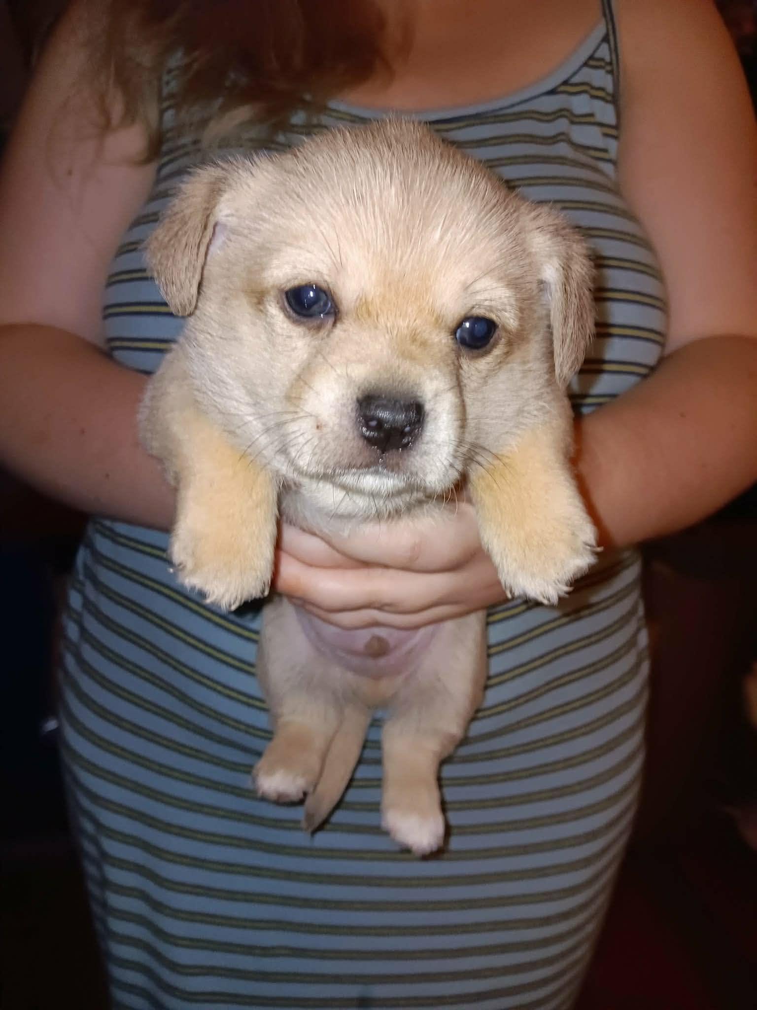 Enlarge Dean, a Adoptable mixed breed in Knoxville, TN image 2/4