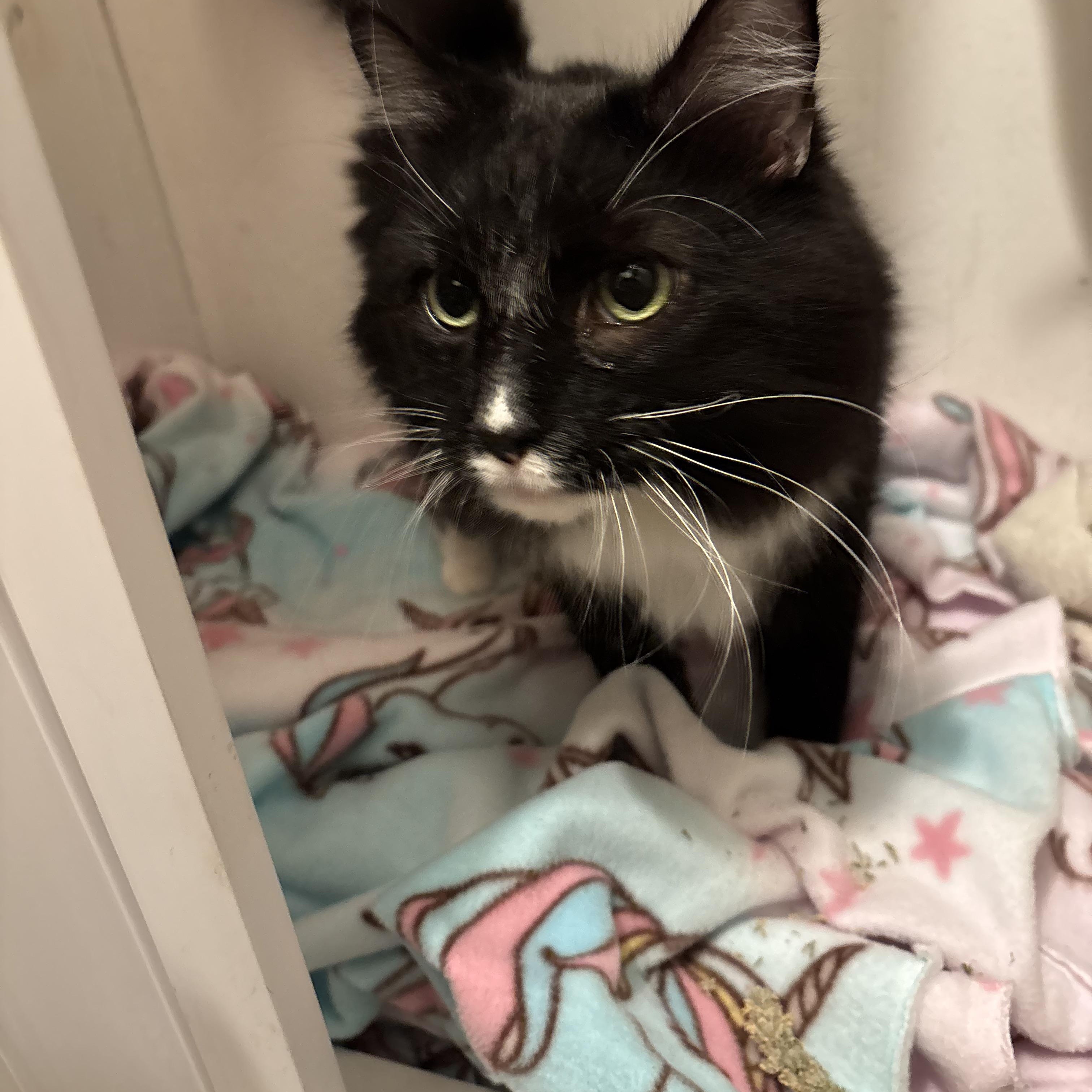 Maxwell Harry FOSTER NEEDED, Adoptable, Adult Male Domestic Long Hair.