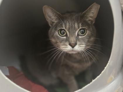 Meggy Weggy, Adoptable, Adult Female Domestic Short Hair.