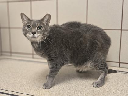 Meggy Weggy, a Adoptable Domestic Short Hair in Coon Rapids, MN image 2/2