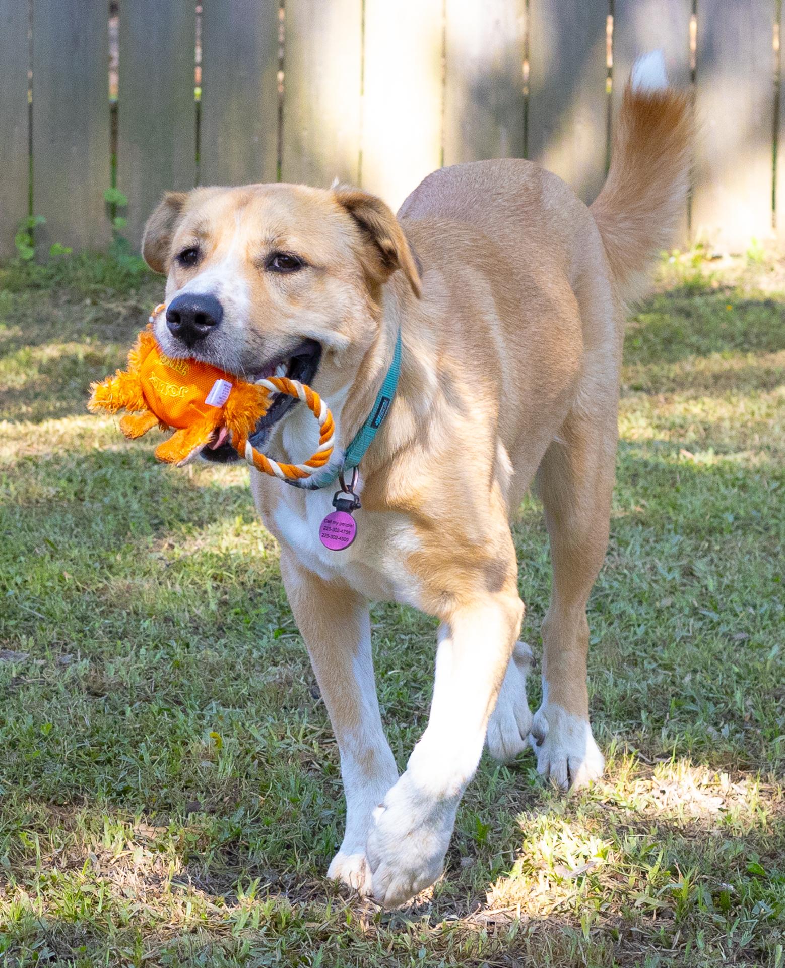 Rue, a Adoptable mixed breed image 2/6