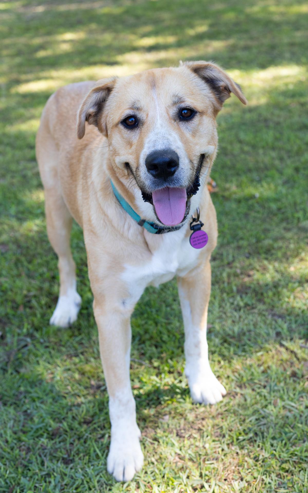 Rue, a Adoptable mixed breed image 6/6