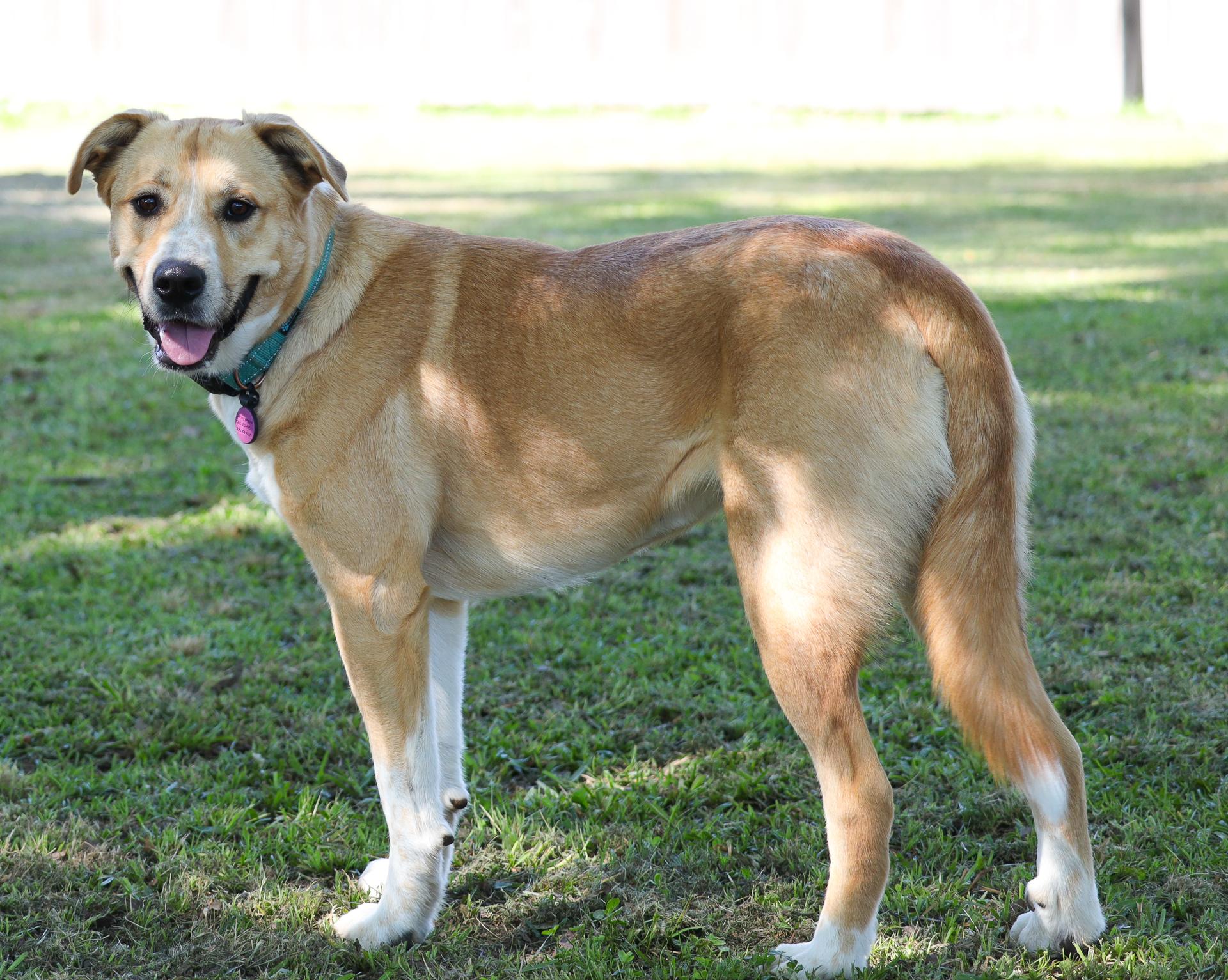 Rue, a Adoptable mixed breed image 5/6