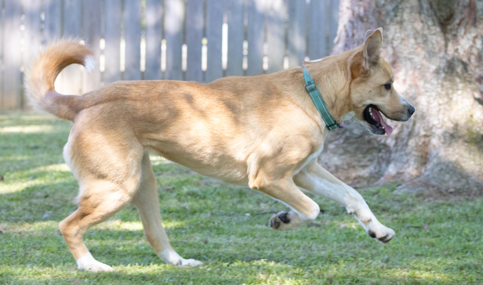 Rue, a Adoptable mixed breed image 4/6