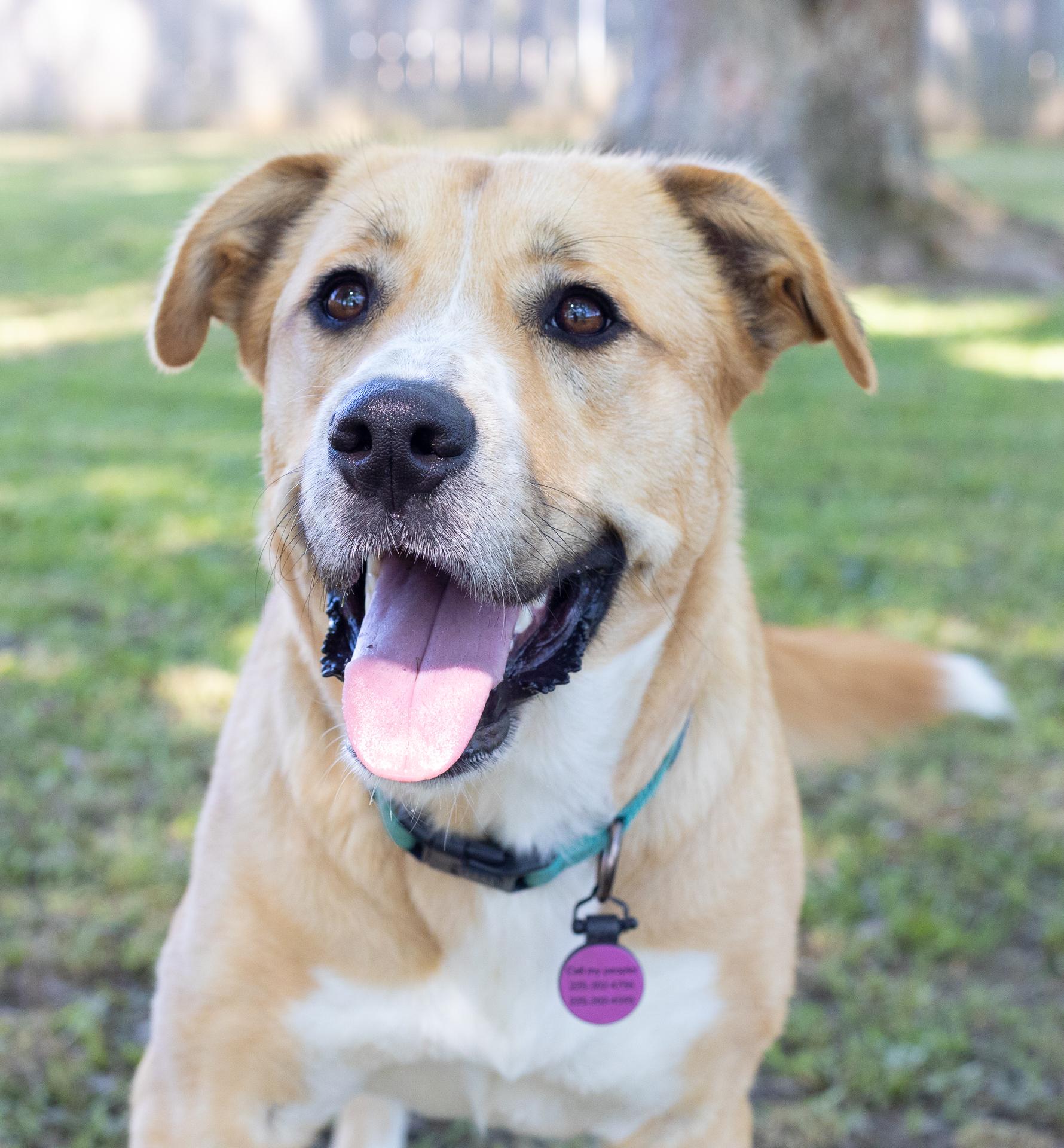 Rue, a Adoptable mixed breed image 1/6