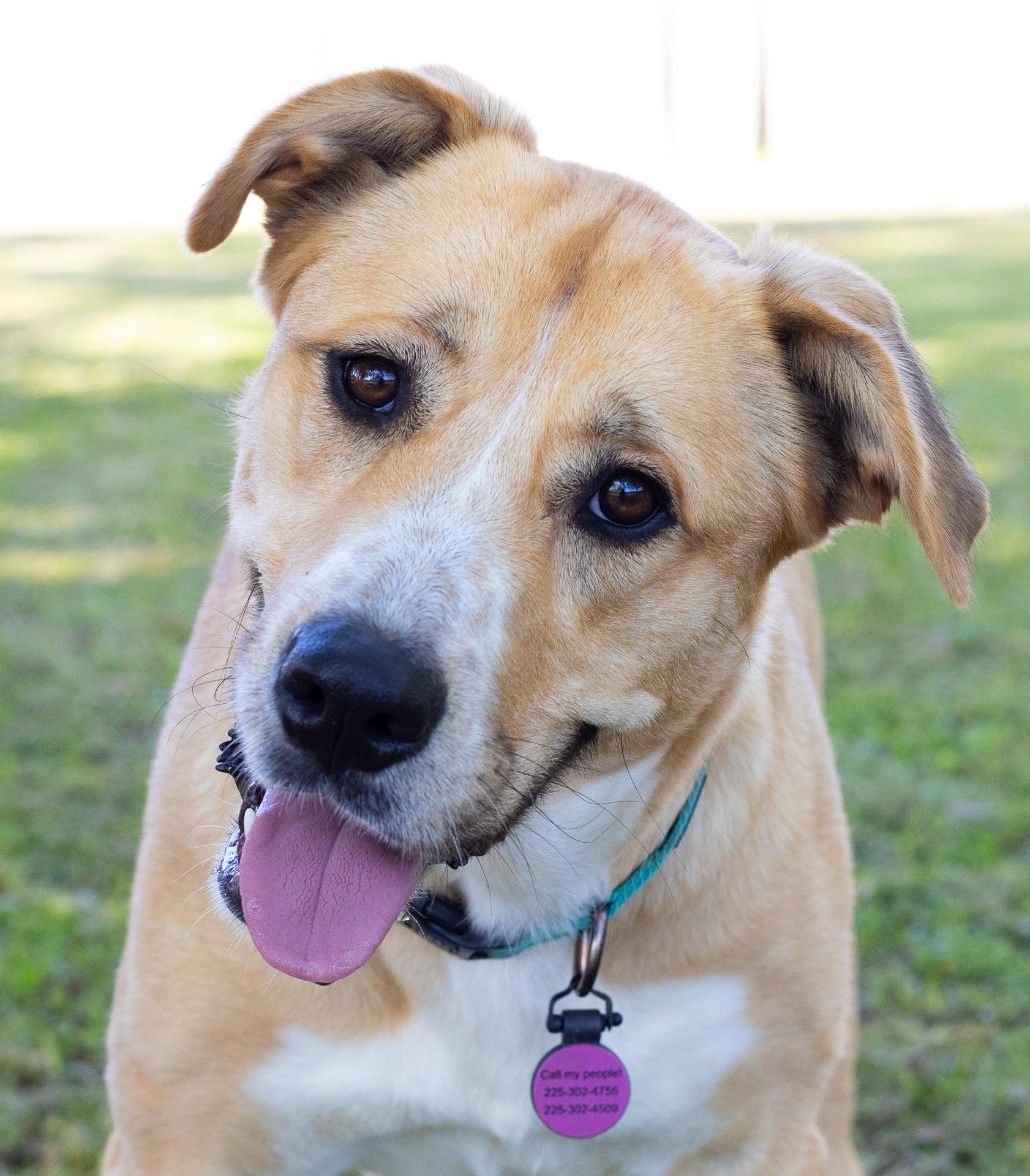 Rue, a Adoptable mixed breed image 3/6