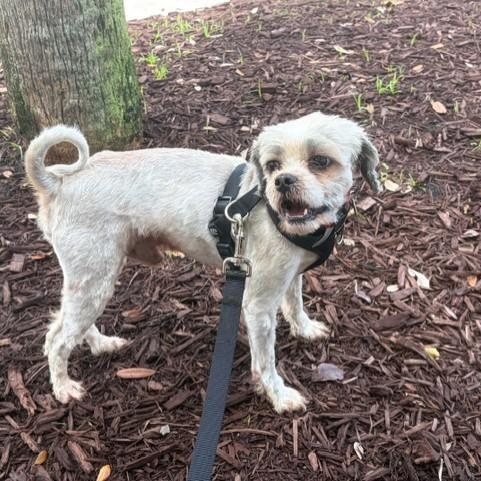 Enlarge Tasch, a ADOPTABLE mixed breed in Boca Raton, FL image 5/6