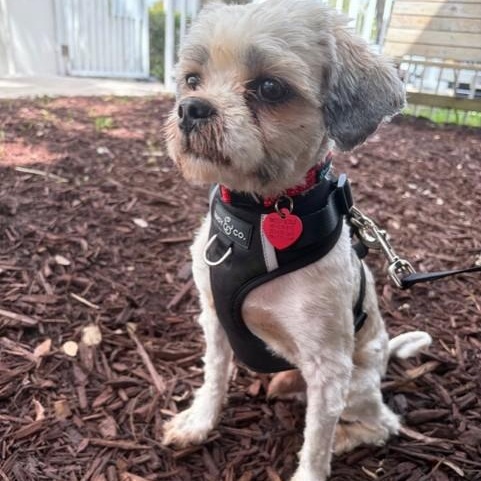 Tasch, ADOPTABLE, Adult Male Lhasa Apso & Shih Tzu.