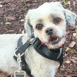 Enlarge Tasch, a ADOPTABLE mixed breed in Boca Raton, FL image 6/6