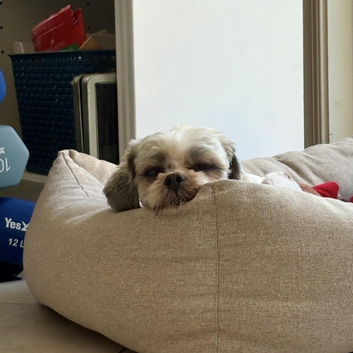 Enlarge Tasch, a ADOPTABLE mixed breed in Boca Raton, FL image 4/6