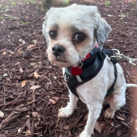 Enlarge Tasch, a ADOPTABLE mixed breed in Boca Raton, FL image 2/6