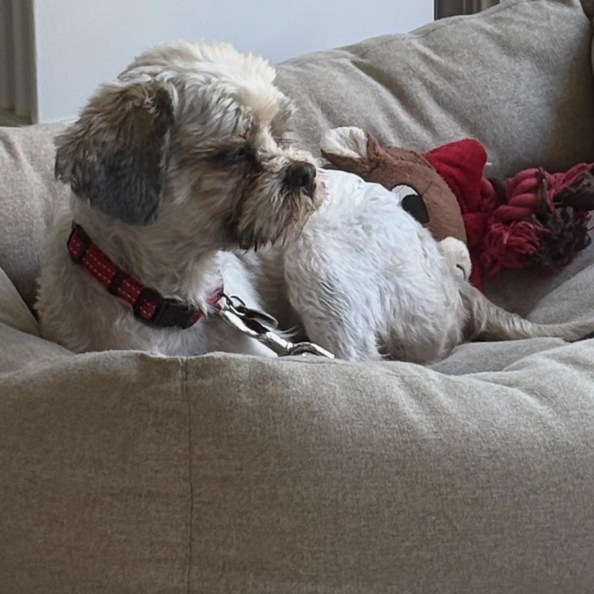 Enlarge Tasch, a ADOPTABLE mixed breed in Boca Raton, FL image 3/6