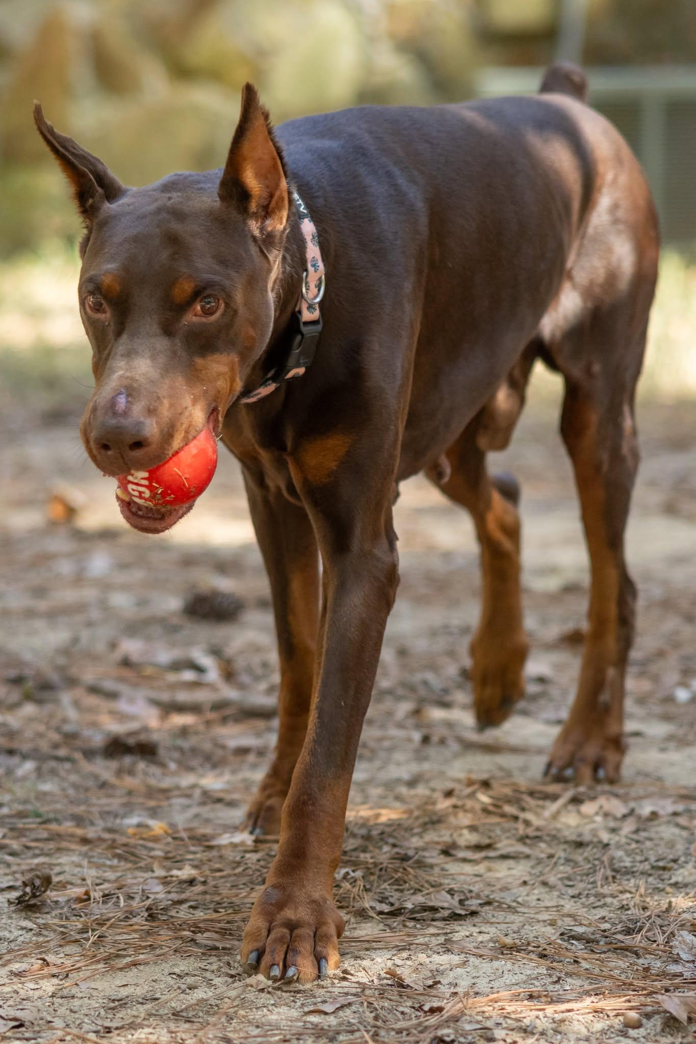 Norman, Adoptable, Senior Male Doberman Pinscher.