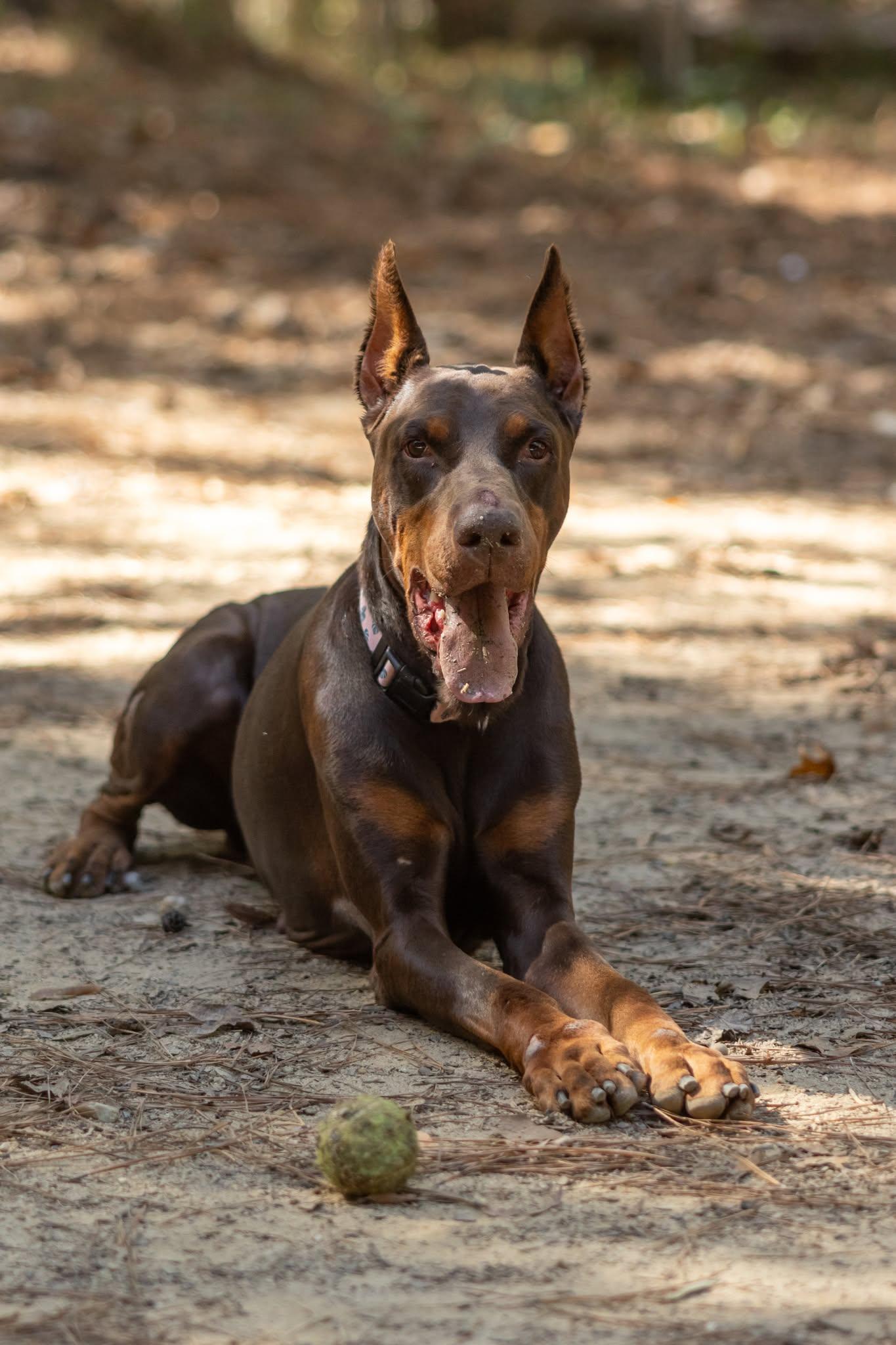 Norman, a Adoptable Doberman Pinscher in Aurora, OH image 2/2