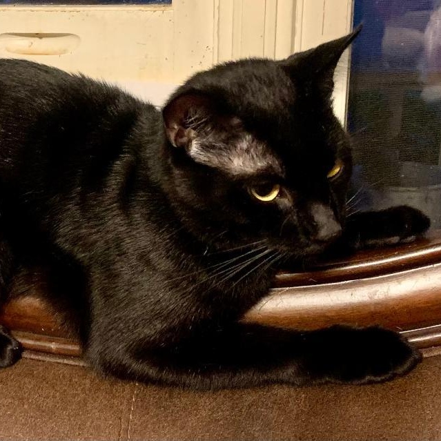 Binx, a Adoptable mixed breed in Gastonia, NC image 2/3