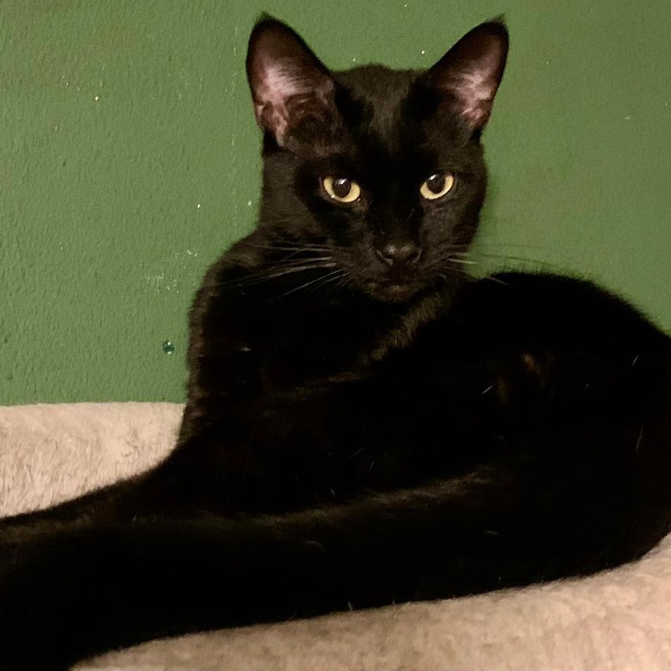 Binx, a Adoptable mixed breed in Gastonia, NC image 1/3