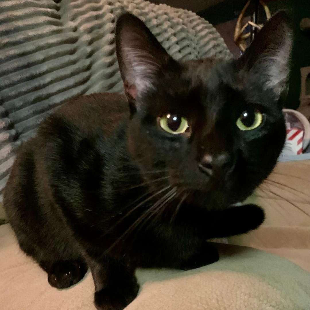 Binx, a Adoptable mixed breed in Gastonia, NC image 3/3