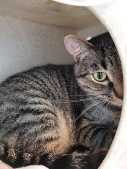 Barn Cat - Sandy, Adoptable, Adult Female Domestic Short Hair.