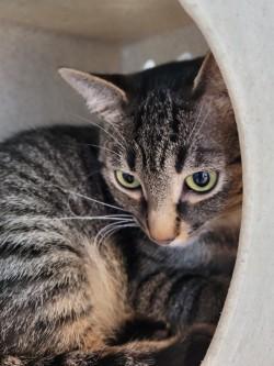 Enlarge Barn Cat - Sandy, a Adoptable Domestic Short Hair in Winchester, VA image 2/3