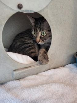 Enlarge Barn Cat - Sandy, a Adoptable Domestic Short Hair in Winchester, VA image 3/3
