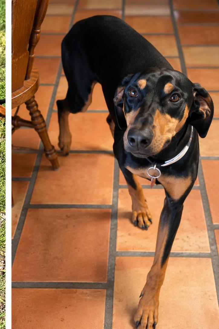 Enlarge Toby, a Adoptable Doberman Pinscher in Albuquerque, NM image 2/4