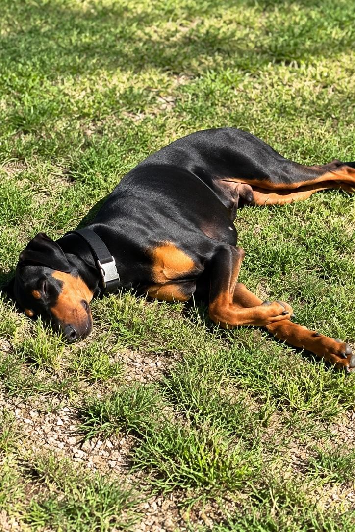 Enlarge Toby, a Adoptable Doberman Pinscher in Albuquerque, NM image 4/4