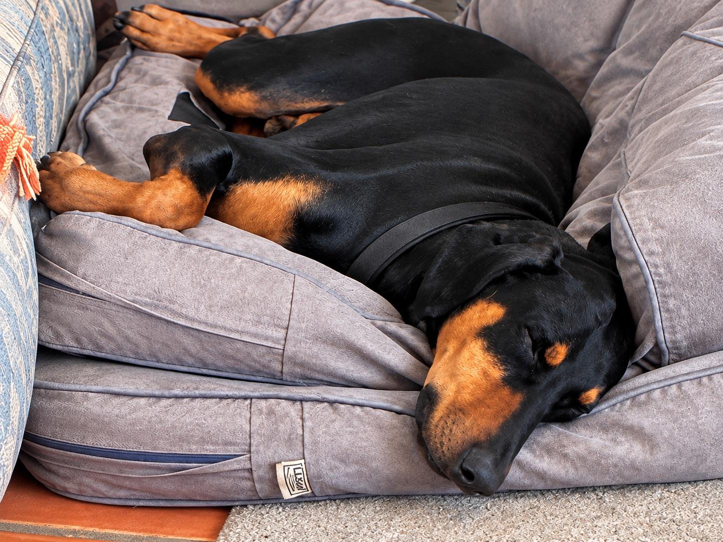 Enlarge Toby, a Adoptable Doberman Pinscher in Albuquerque, NM image 3/4