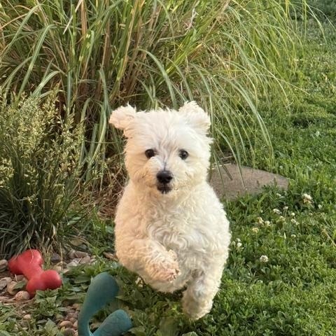 Garth, ADOPTABLE, Adult Male Maltipoo.