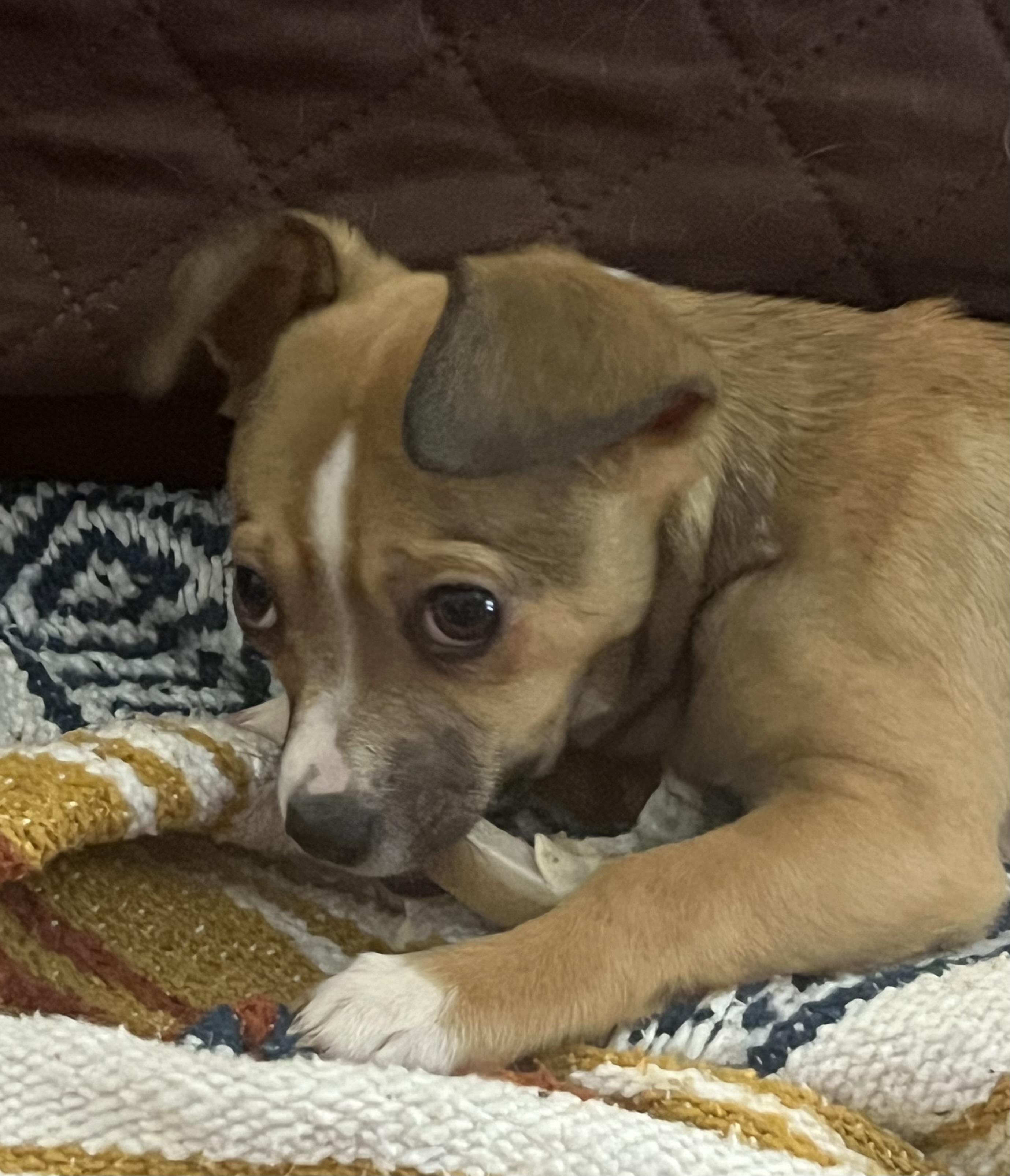 Honey, ADOPTABLE, Puppy Female Chorkie.