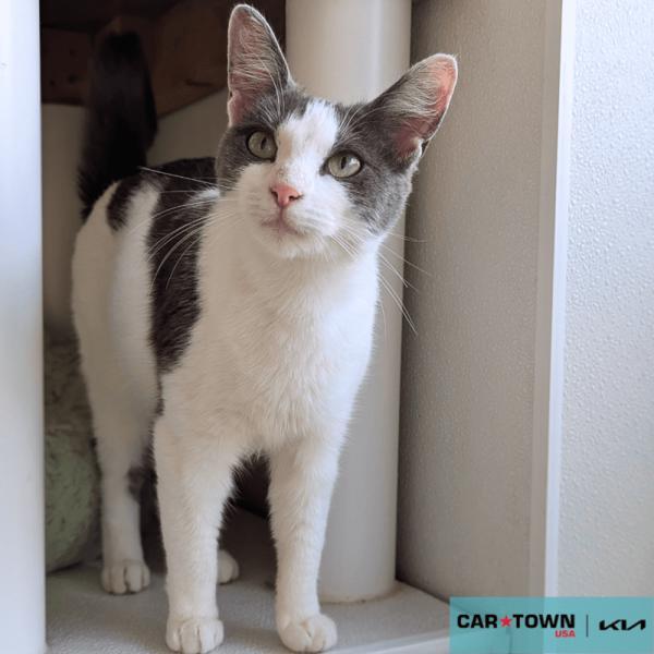 Jenny, Adoptable, Adult Female Domestic Short Hair.