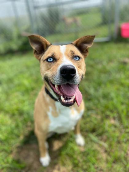 Sky - Sponsored Adoption Fee, Adoptable, Young Female Mixed Breed & Mixed Breed.