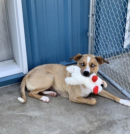 Enlarge Sky - Sponsored Adoption Fee, a Adoptable mixed breed in Aberdeen, SD image 2/3
